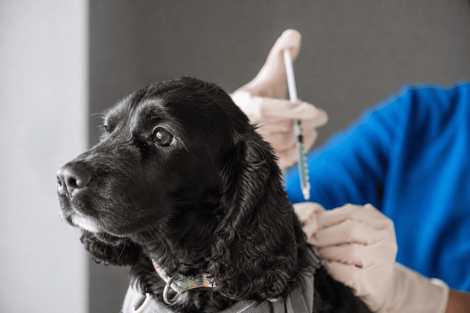 Un perro recibiendo una vacuna de manos de una veterinaria
